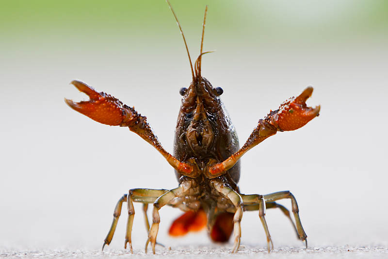 crawdad image is bust